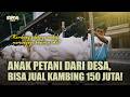 Petani Cabai Banting Setir Jadi Peternak Kambing PE, Cetak Juara Kontes Nasional