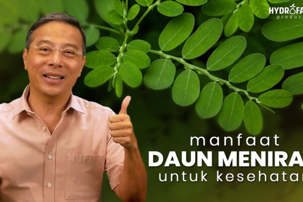 Youtube Thumbnail image of : Manfaat Daun Meniran Untuk Kesehatan