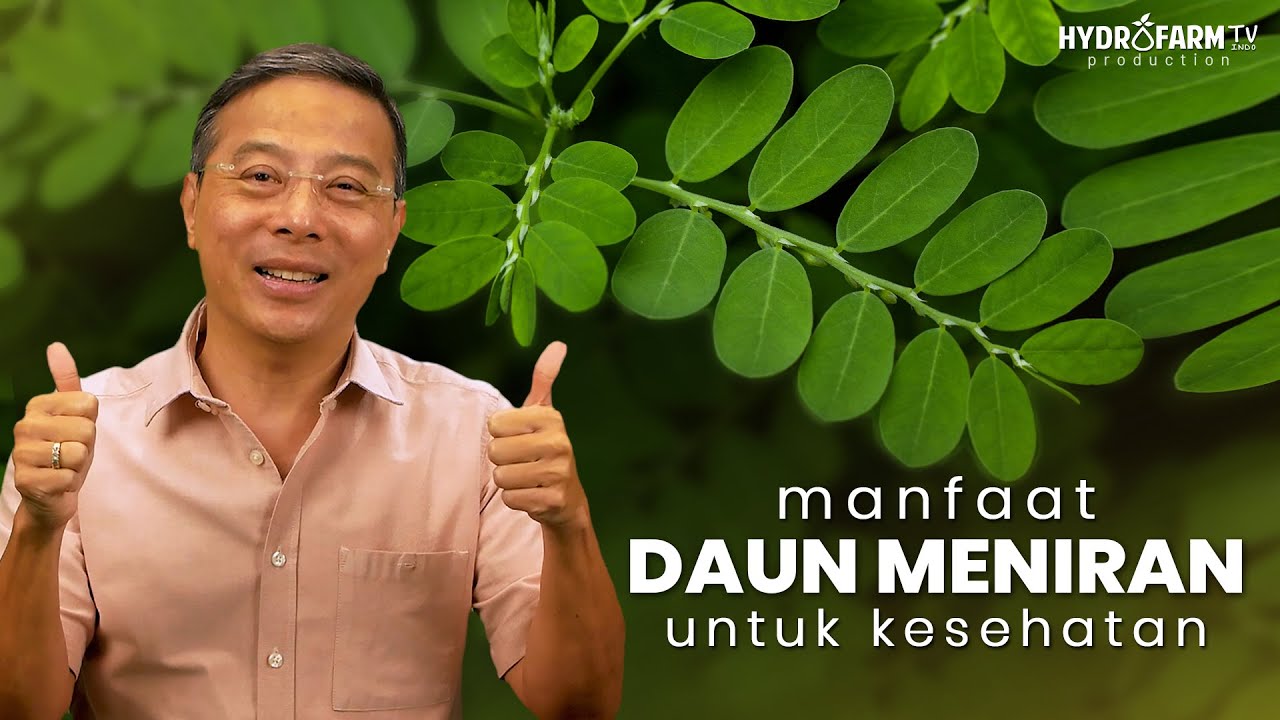 Youtube Thumbnail image of : Manfaat Daun Meniran Untuk Kesehatan