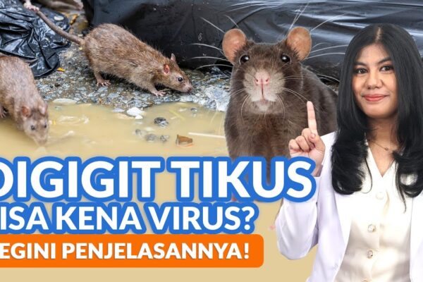 Youtube Thumbnail image of : Waspadai Hantavirus, Virus Yang Ditularkan Oleh Tikus