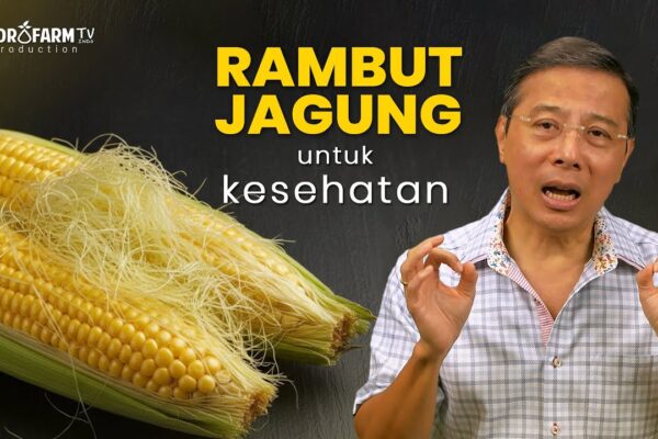Youtube Thumbnail image of : RAMBUT JAGUNG untuk KESEHATAN TUBUH..!!