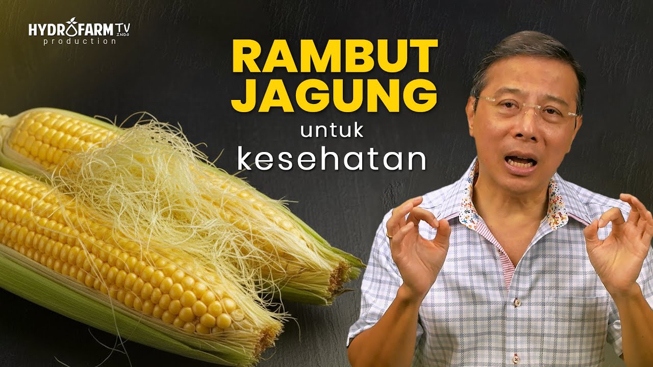 Youtube Thumbnail image of : RAMBUT JAGUNG untuk KESEHATAN TUBUH..!!