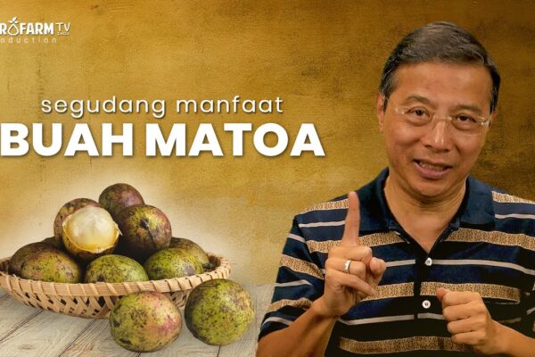 Youtube Thumbnail image of : Segudang Manfaat BUAH MATOA..!! #matoa #antioksidanalami #vitaminc #gayahidupsehat #infokesehatan