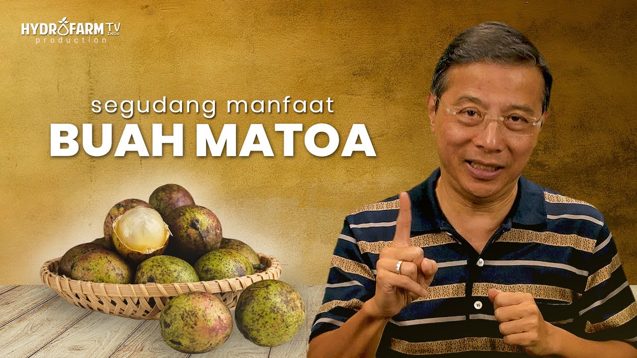 Youtube Thumbnail image of : Segudang Manfaat BUAH MATOA..!! #matoa #antioksidanalami #vitaminc #gayahidupsehat #infokesehatan