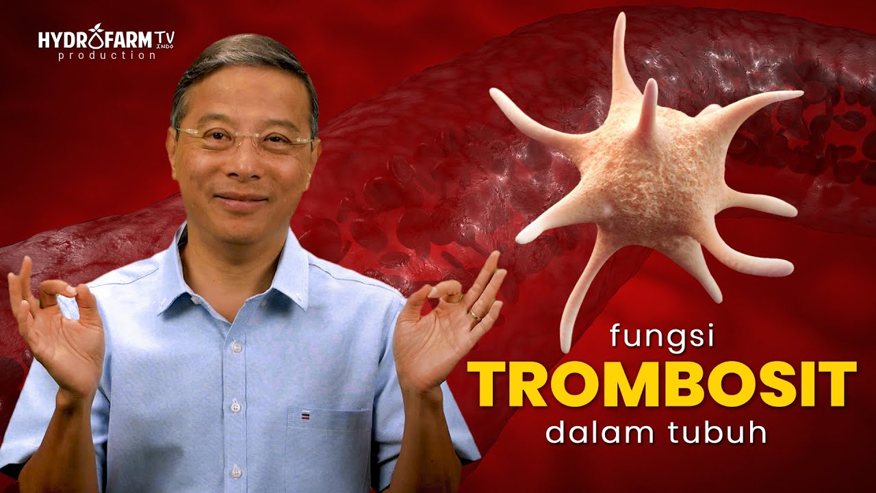 Youtube Thumbnail image of : Fungsi TROMBOSIT dalam tubuh! @GueSehat @TrueSehat @HobbyMakan@resepkesehatan @HIDUP